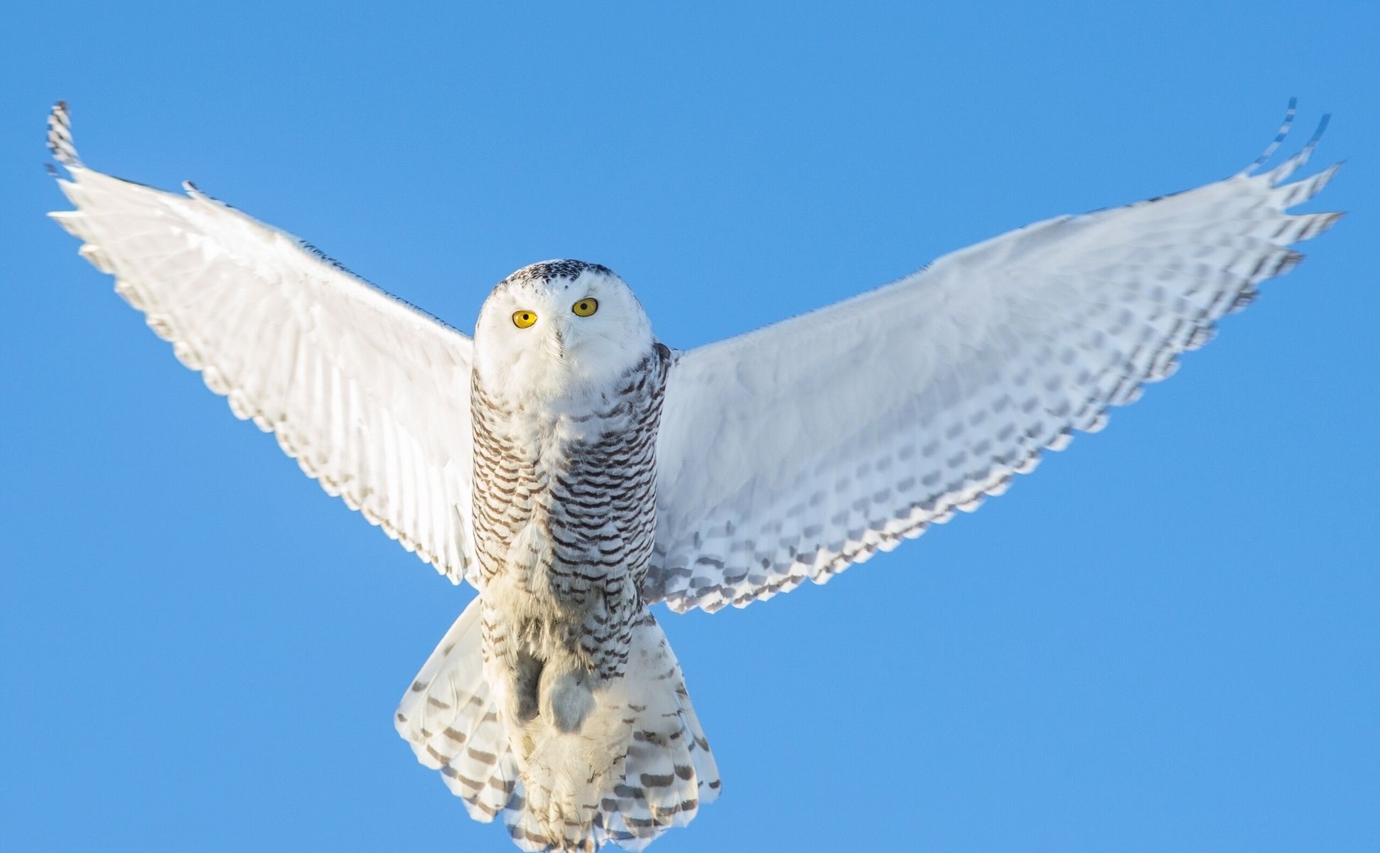 Owl Polar në fluturim (pamje fund)