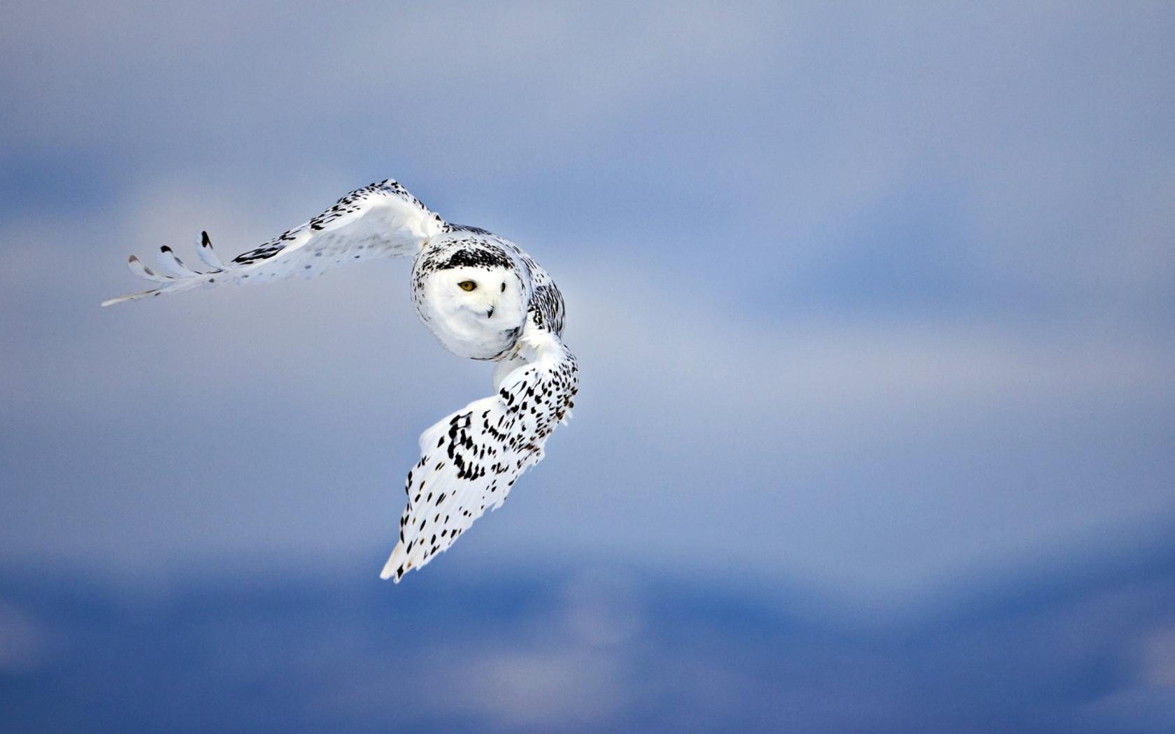 Polar owl in flight