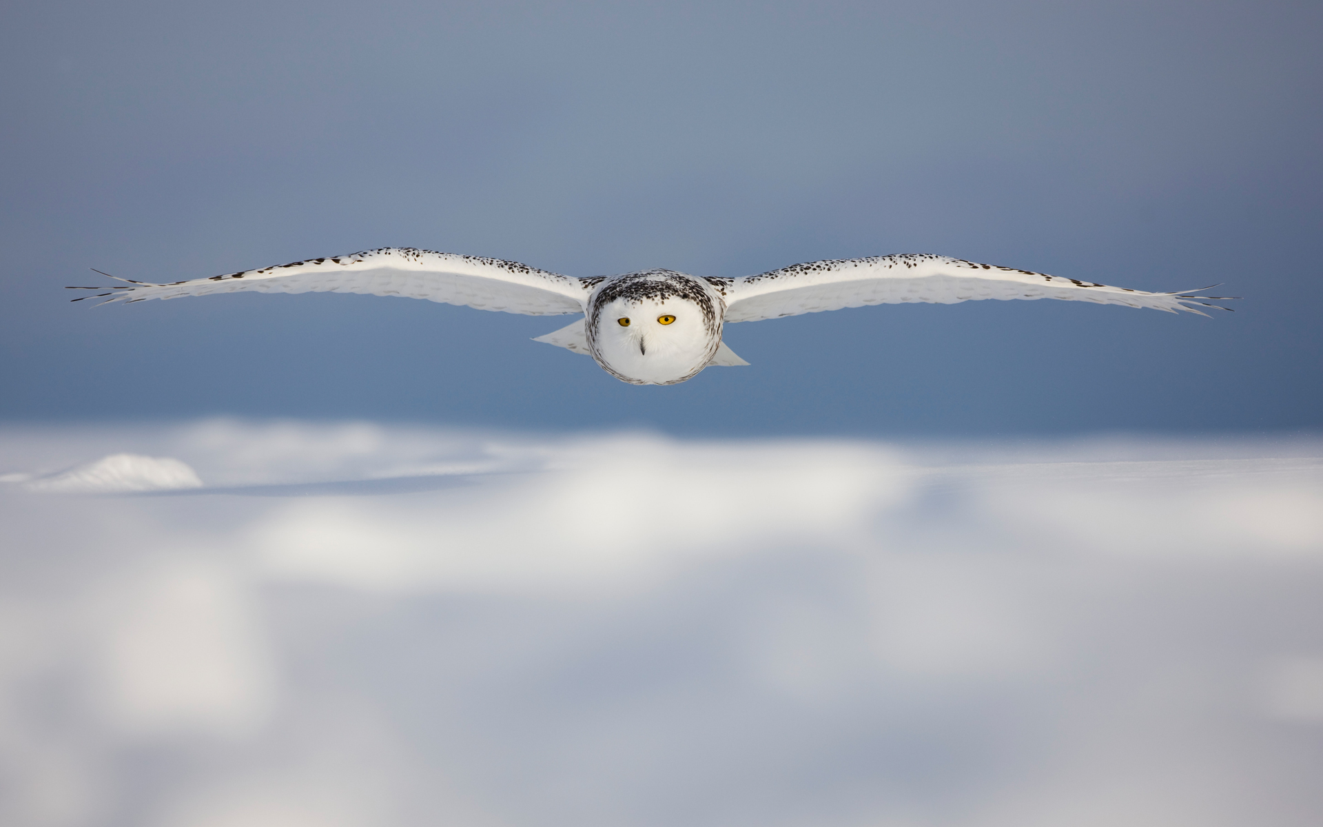 Polar owl in low flight