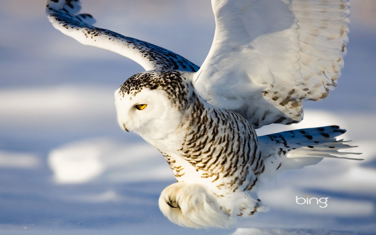 Polar owl sa mababang flight