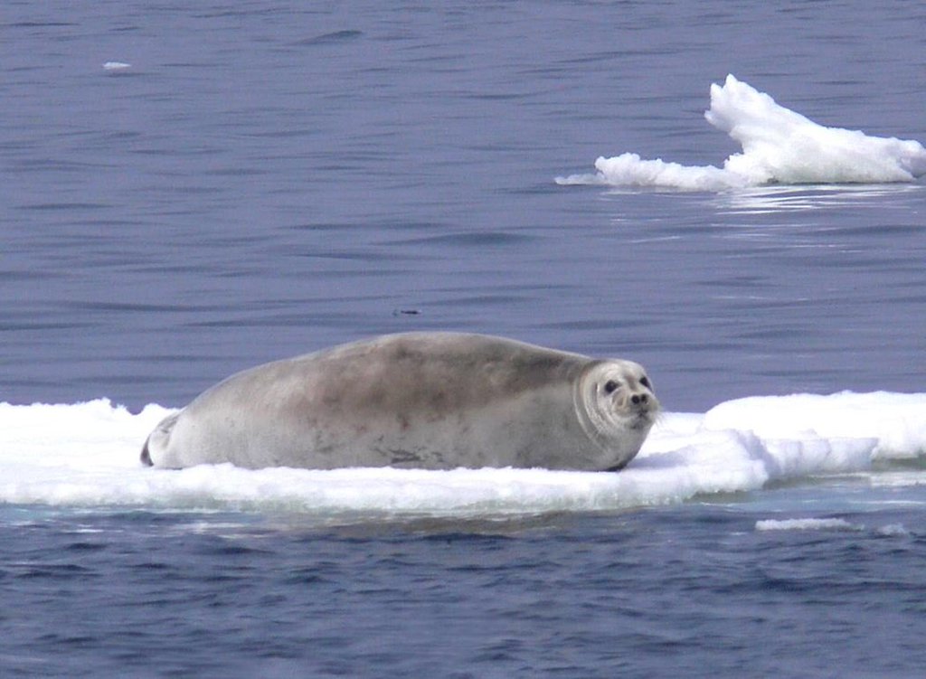 Jūras zaķis uz ledus