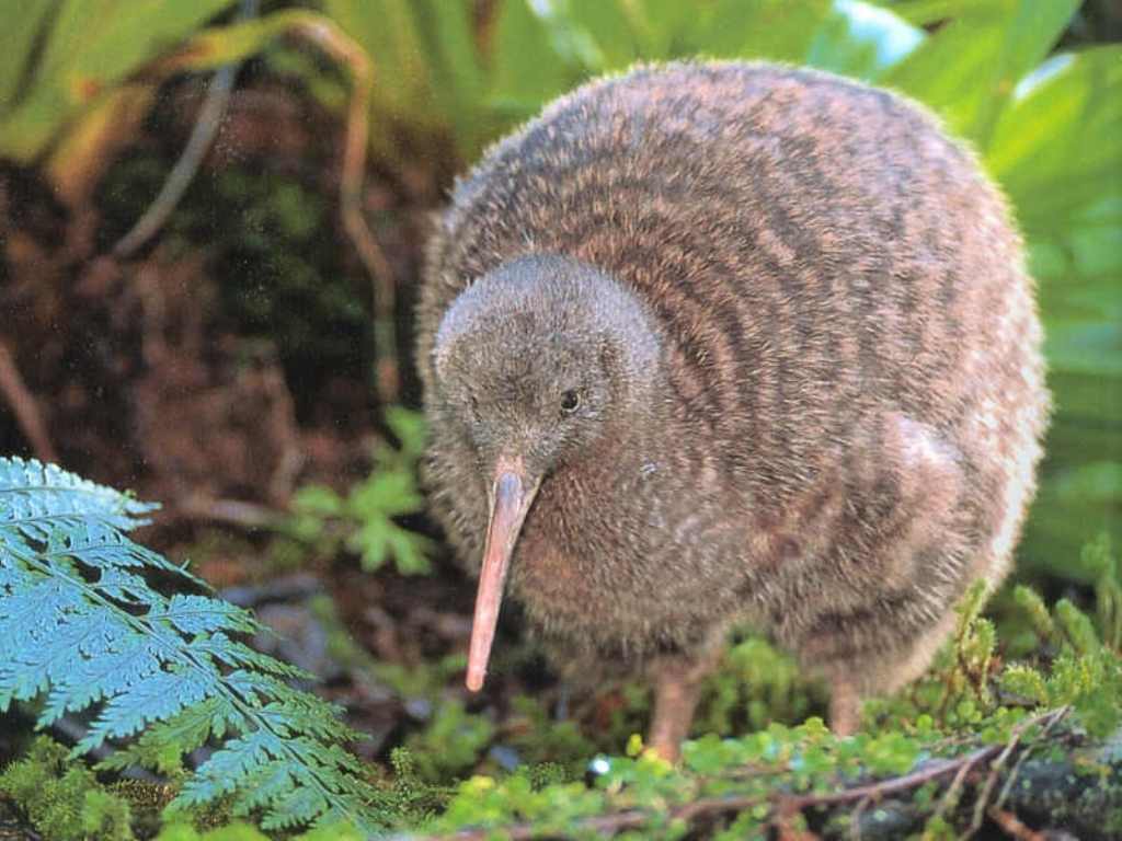 Burung Kiwi