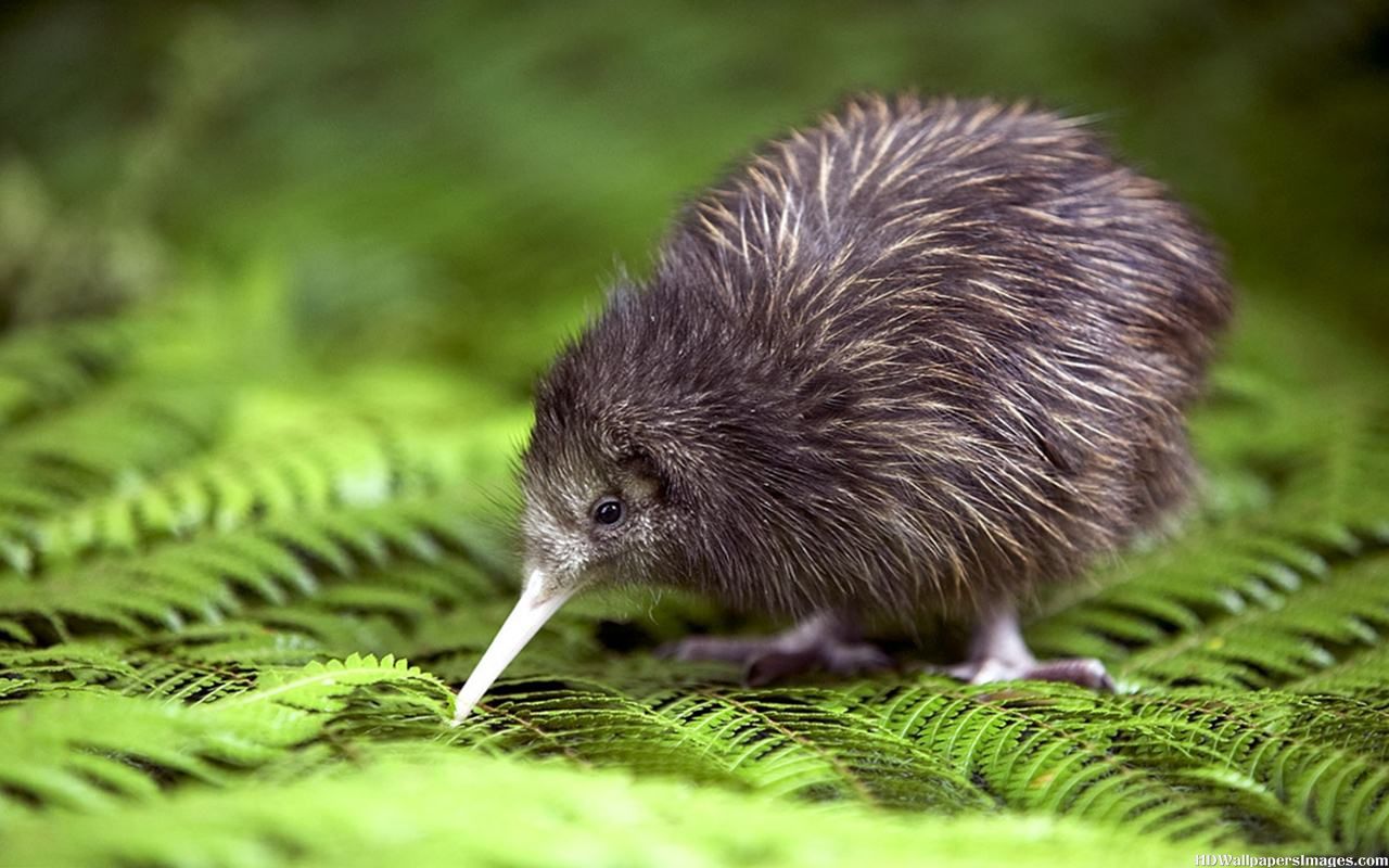 Kiwi quş şəkli