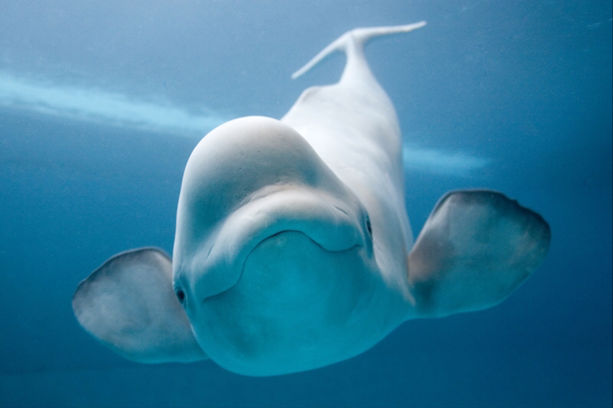 Balenë e bardhë