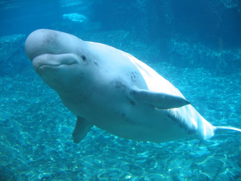 Witte walvis