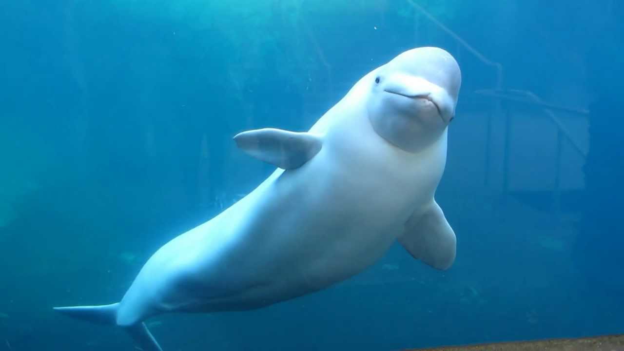 Balena Beluga