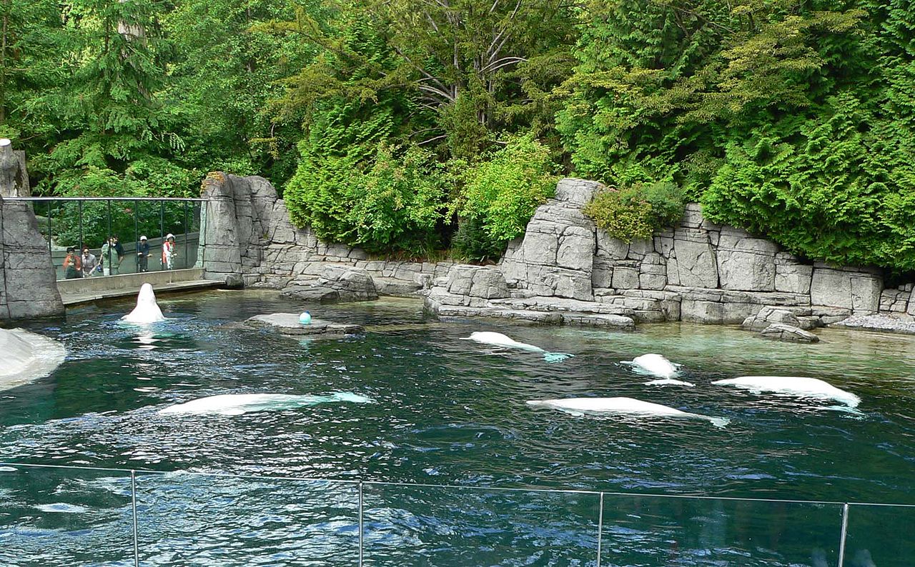 Belugas ni Vancouver Aquarium