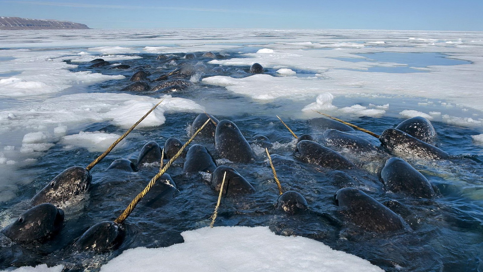 Balenë trupvogël e arktikut