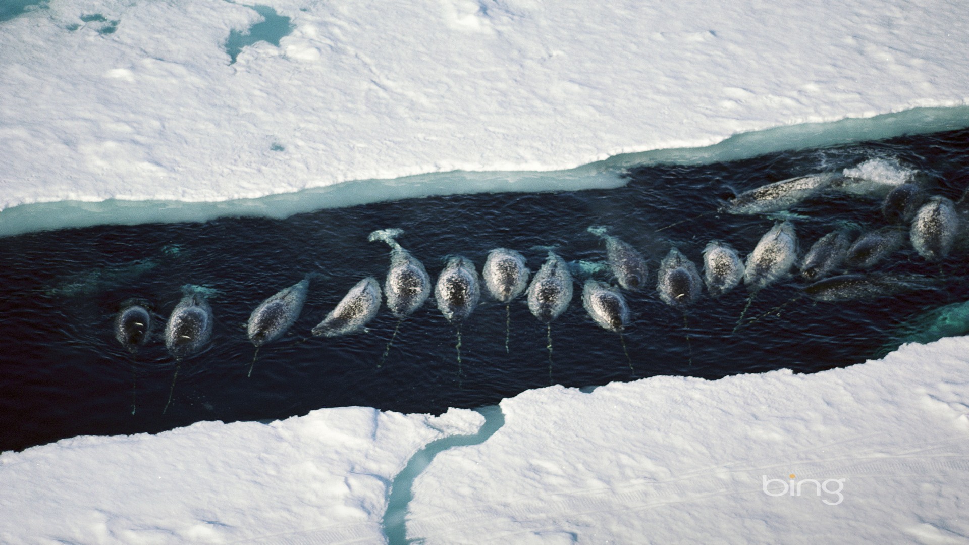 Balenë trupvogël e arktikut