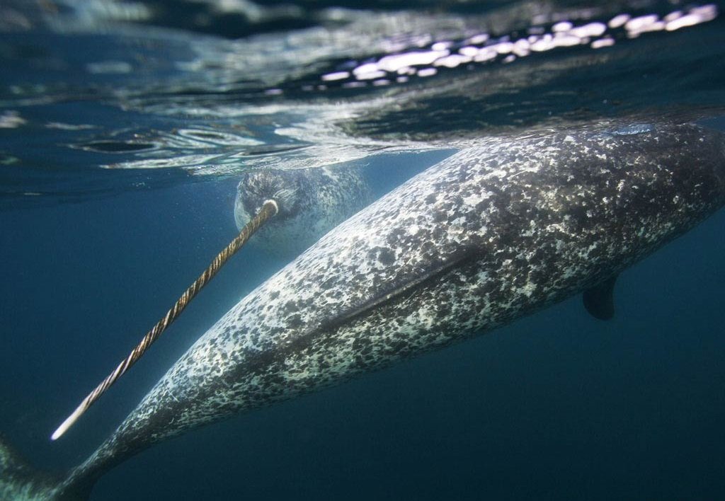 Narwhals foto