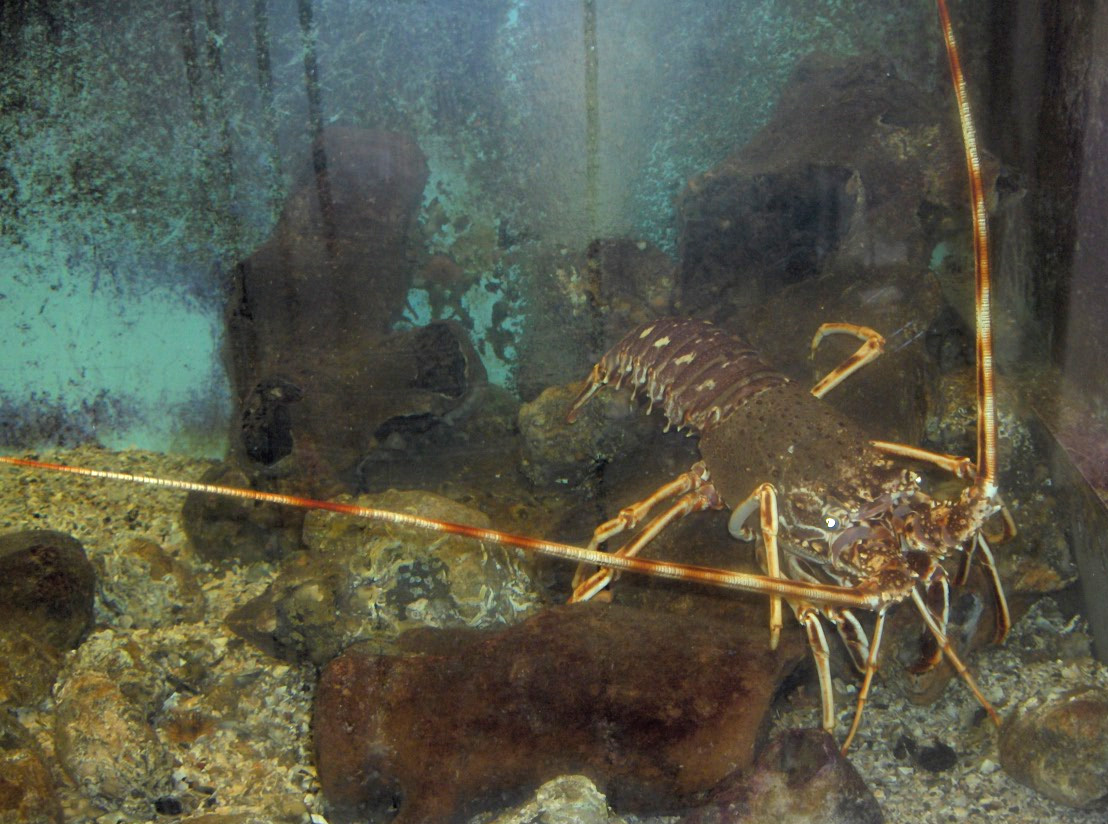 Lobster Palinurus же уятсыз