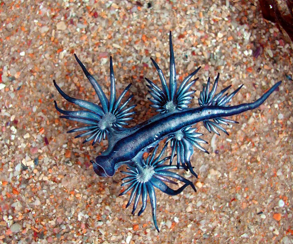 Photo of clamfish blue dragon