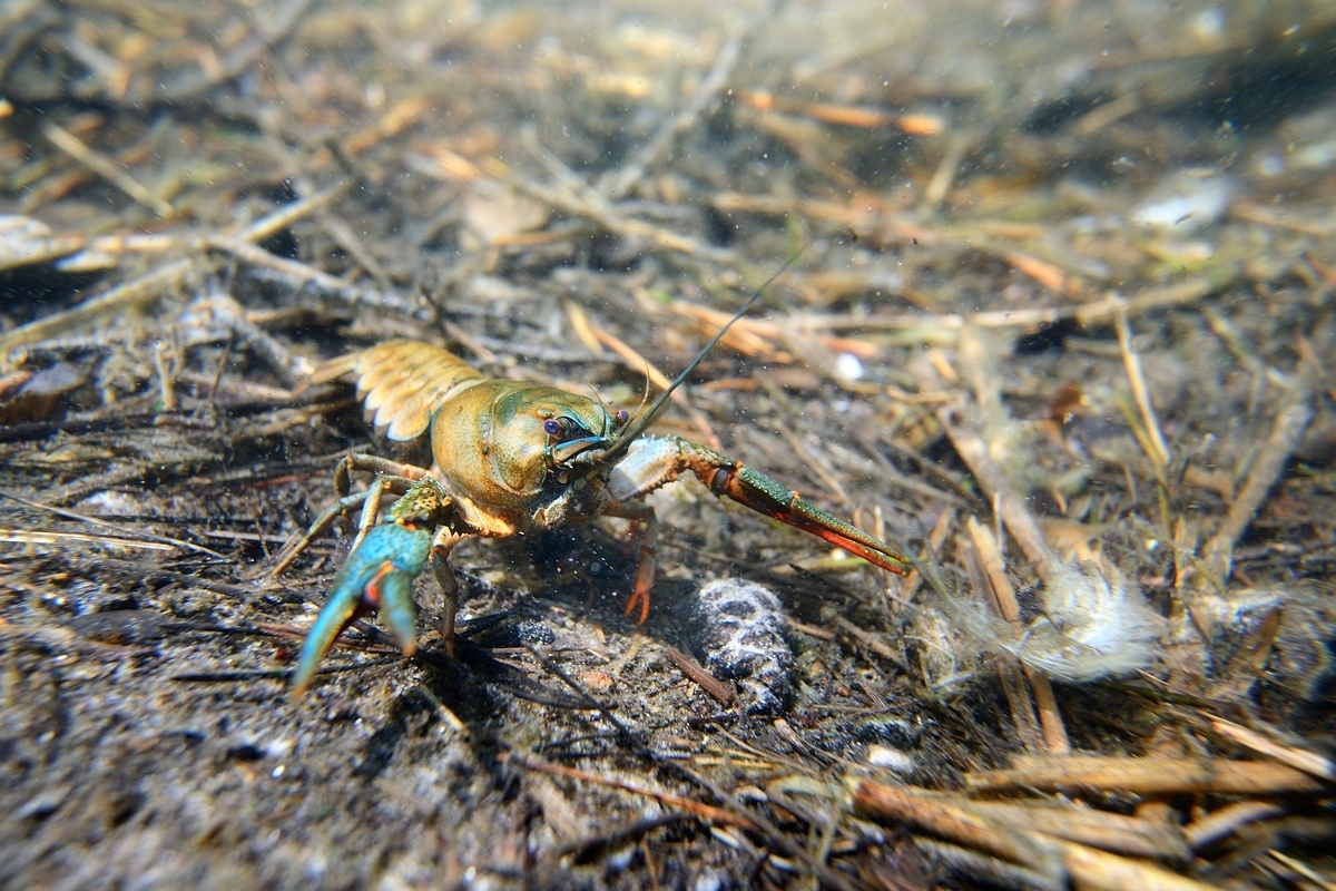 Foto de cangrejo de río