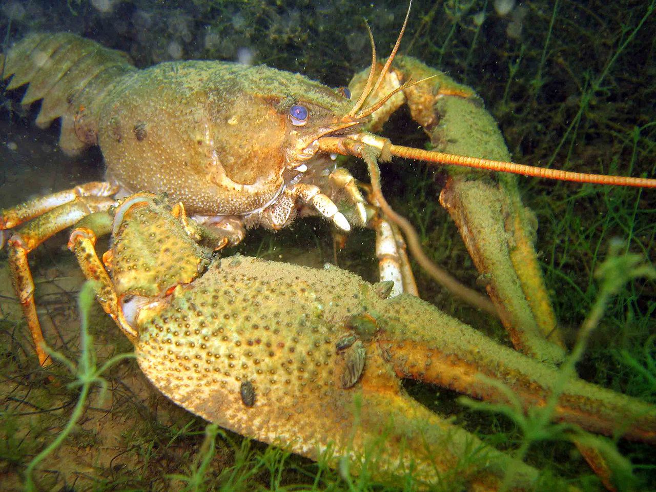 সংকীর্ণ crayfish