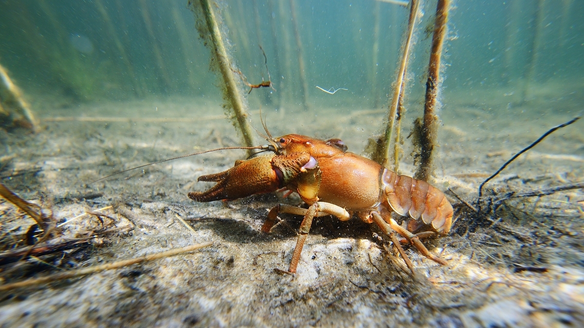 Hoton crayfish