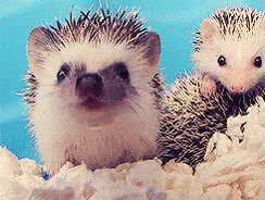 GIF irudi dibertigarri hedgehogs