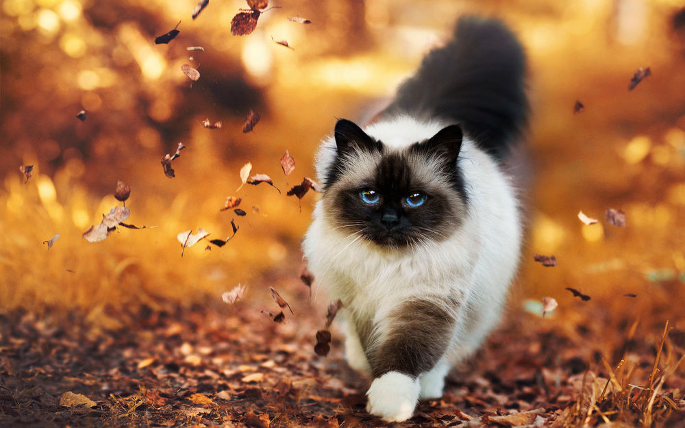 Foto kočky na podzim