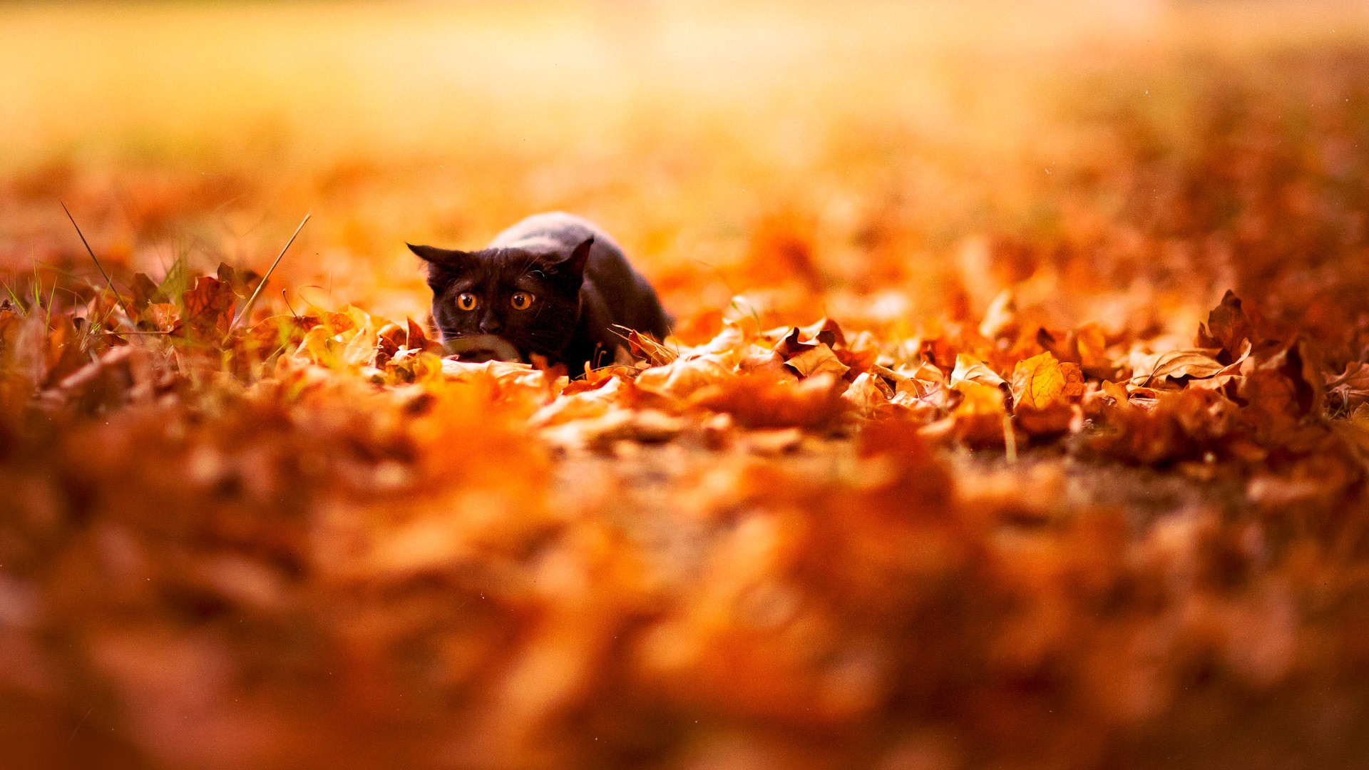 Valokuva kissat syksyllä