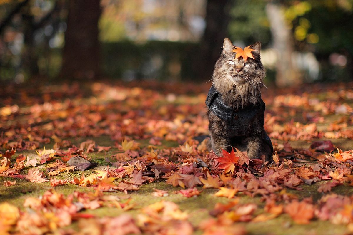 Foto katter på høsten