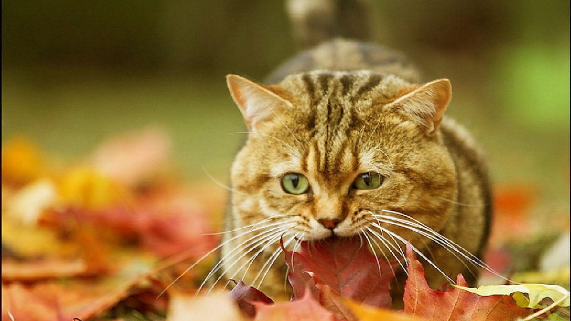 在秋天的照片猫