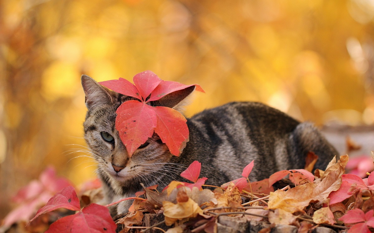 Photo cats in the fall