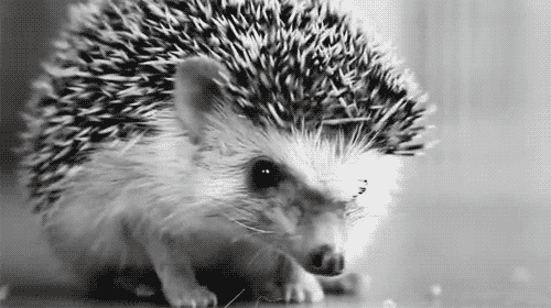 Izithombe ze-GIF funny hedgehogs