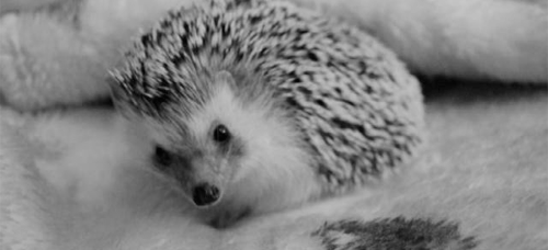 Ang GIF naghulagway sa mga makalingaw nga hedgehog