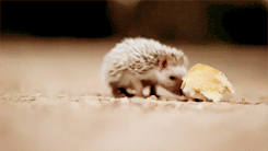GIF na-ekiri foto hedgehogs