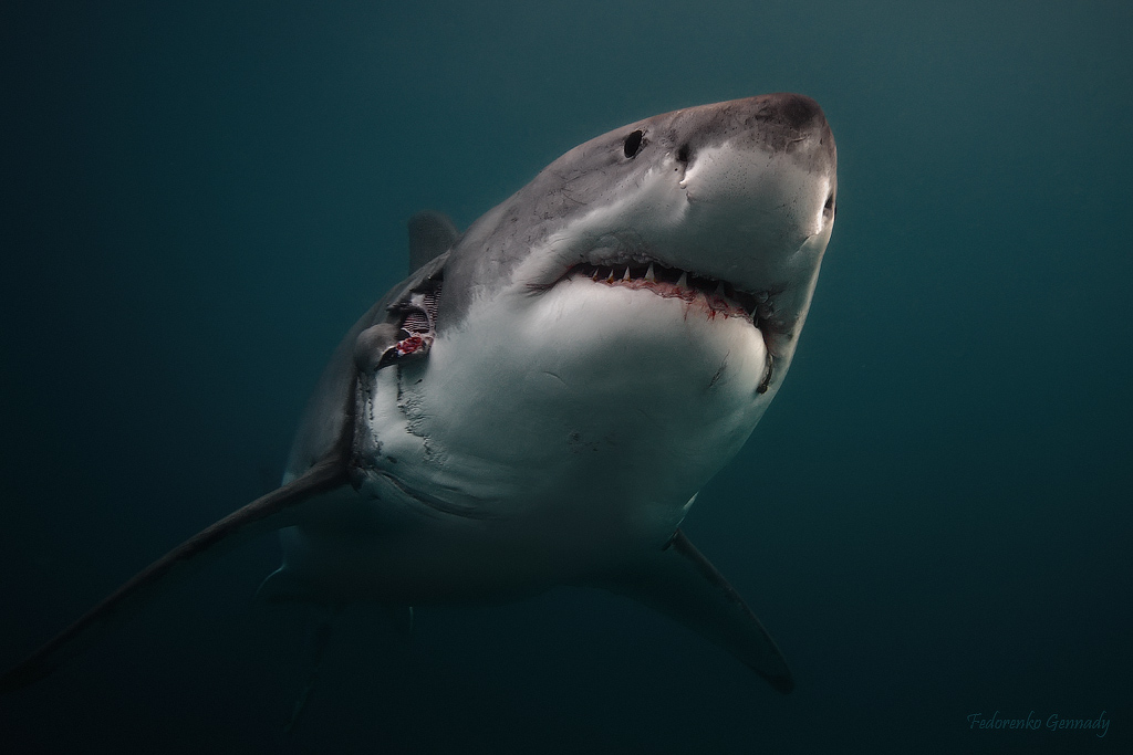 Witte haai voor de kust van Zuid-Afrika
