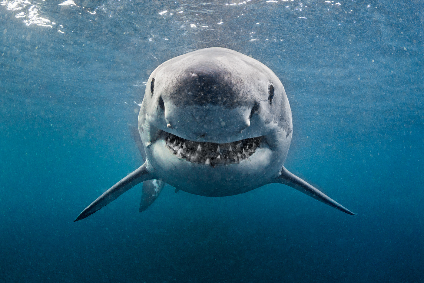 Grande tubarão branco ao largo da costa da África do Sul