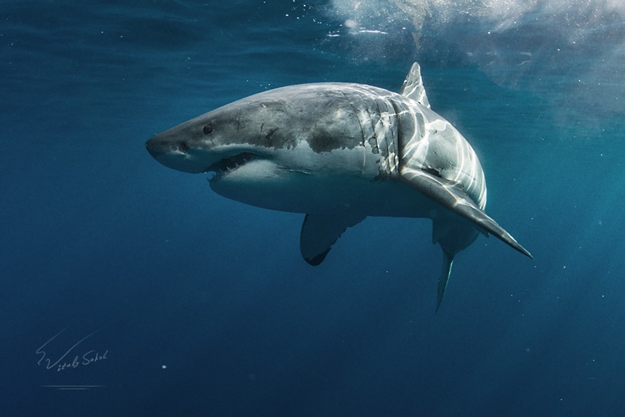 Их цагаан акул