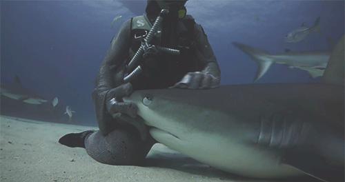 Foto GIF: peshkaqen përkëdhelur