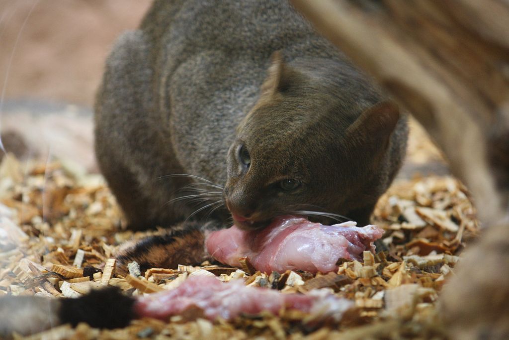 Yaguarundi jedo surovo meso v praškem živalskem vrtu na Češkem