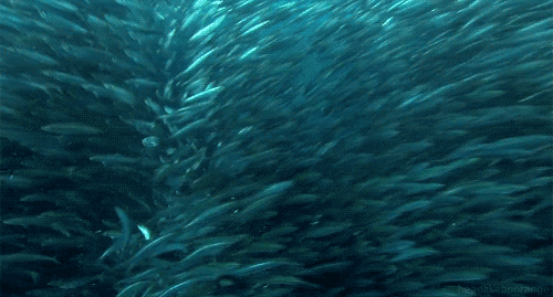 GIF foto me një peshkaqen në një tufë peshku