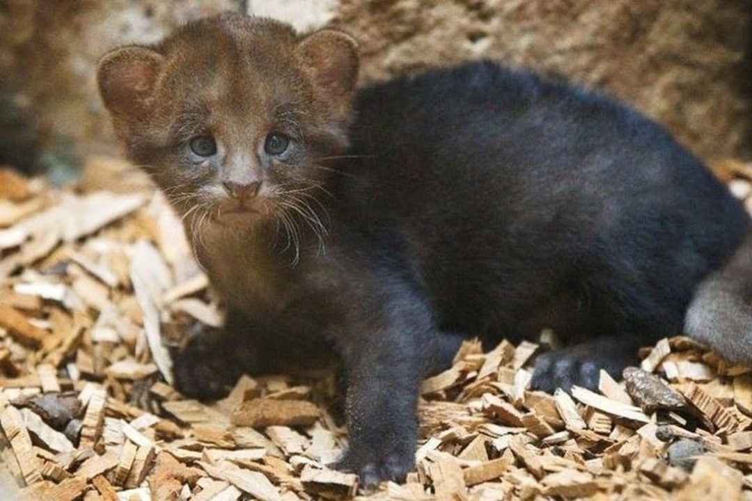 Cub jaguarundi født i dyrehagen i Praha