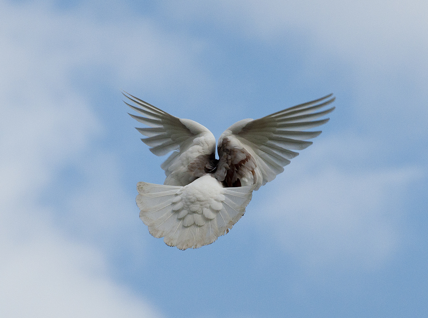 Dove: photo in flight