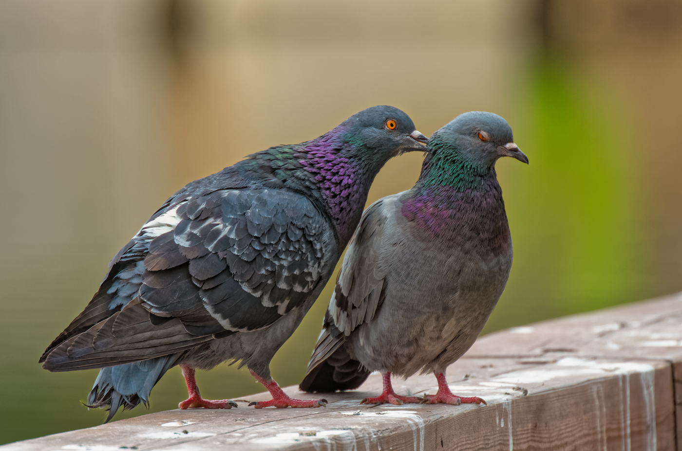 Amor e pombas