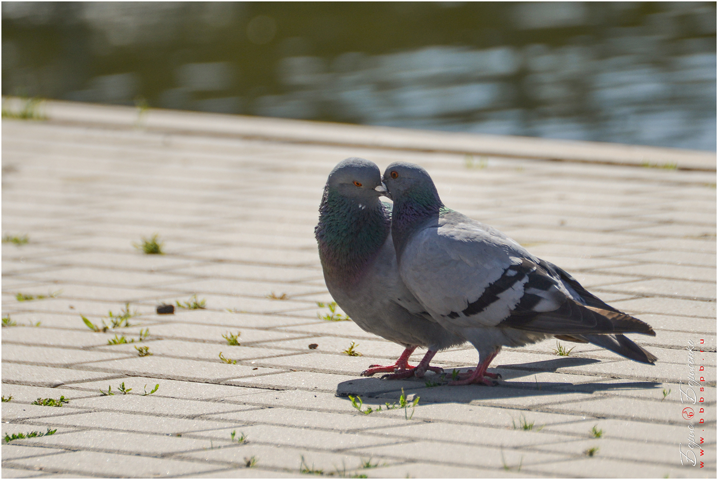 Fotografija: ljubav i golubovi