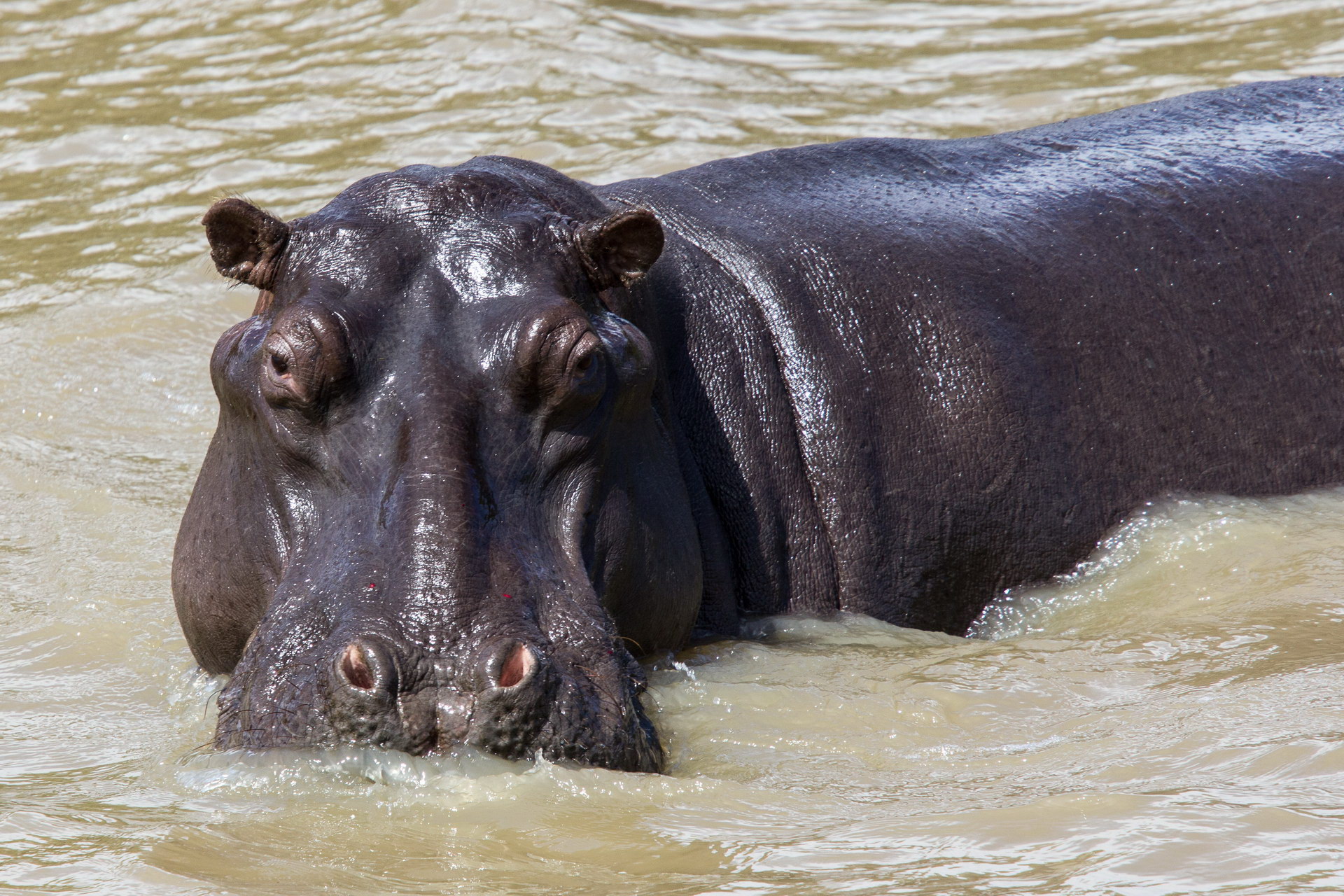 Hippo ūdenī