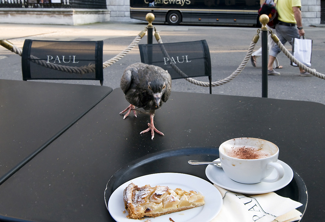 Fotografija drskog goluba u kafeu PAUL, London