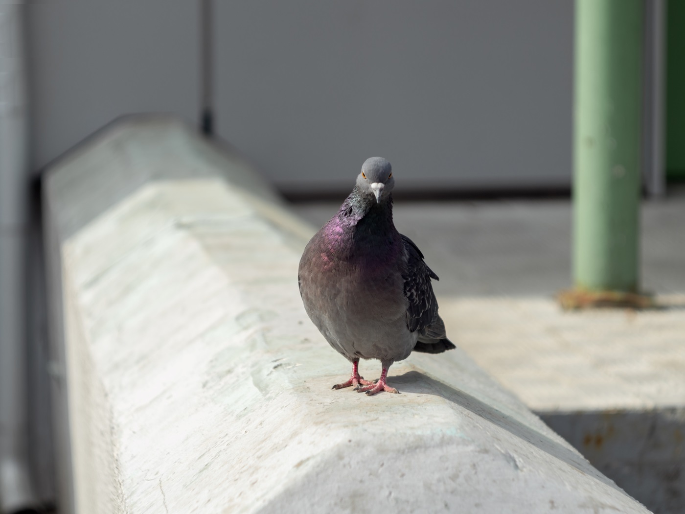 Pigeon լուսանկարը