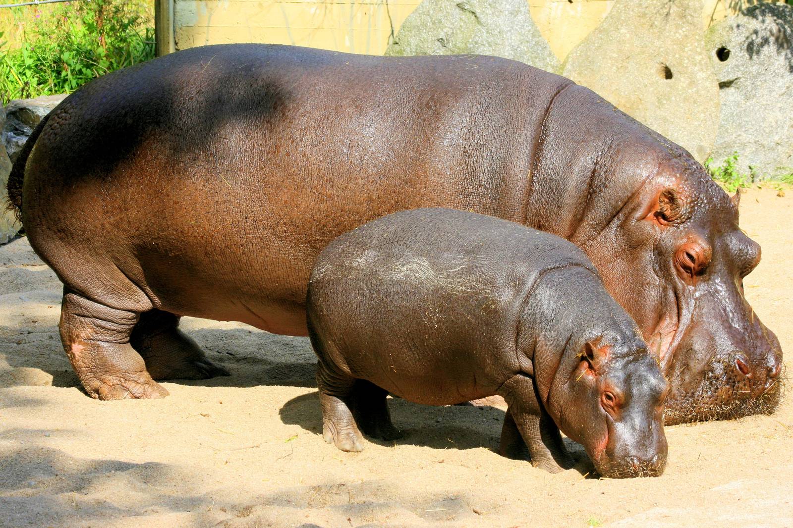 Female hippo uban sa cub