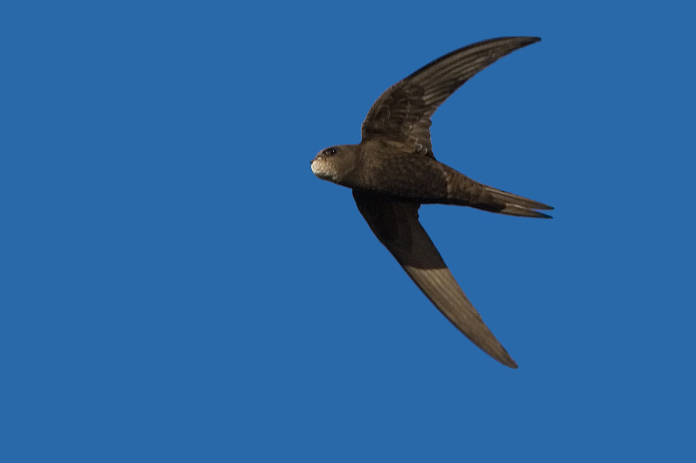 Swifts sa svakim midge uhvaćen u gnijezdo ne letjeti, ali prikupiti pun kljun