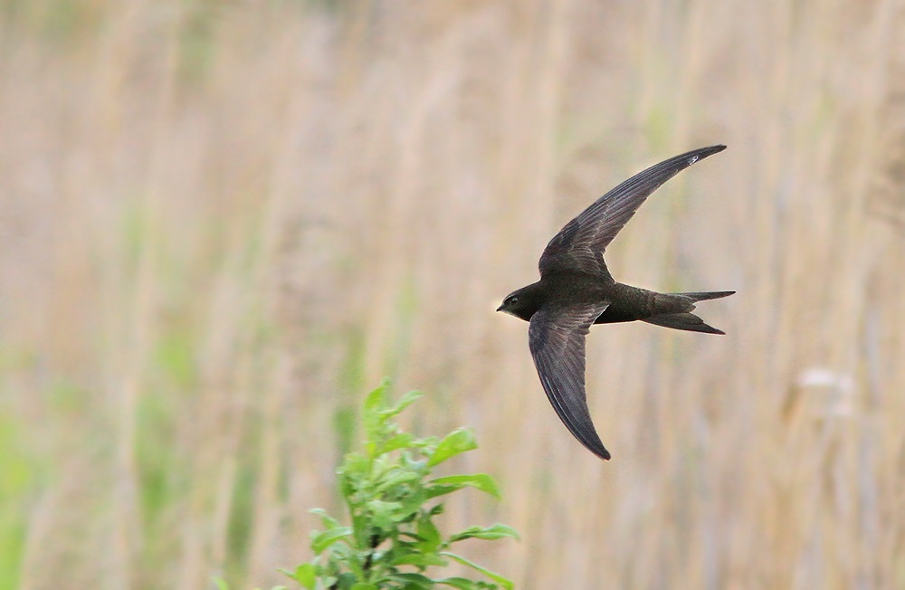 Negro veloz en vuelo, foto tomada en la isla de Losiny