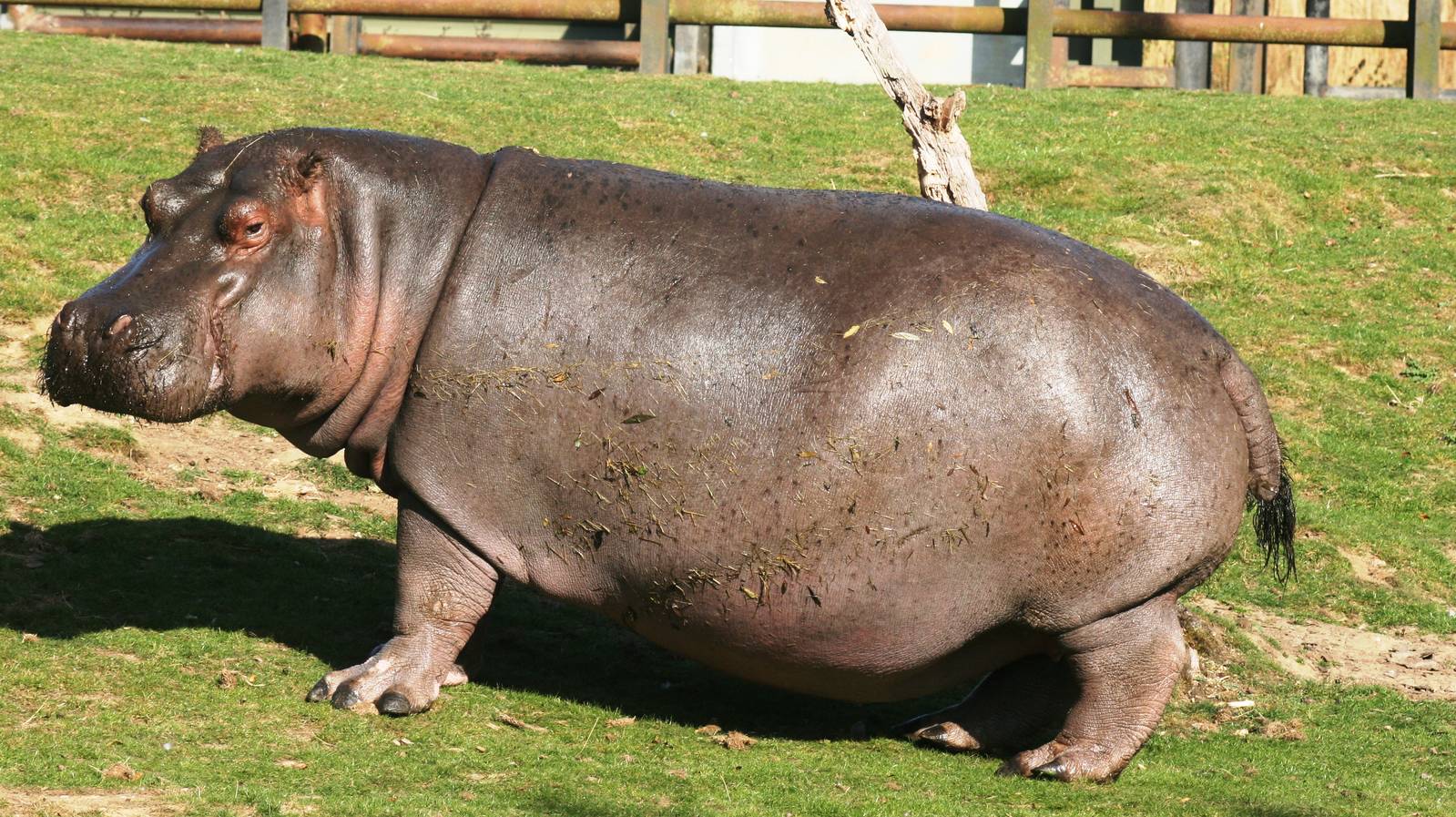 I-Hippo
