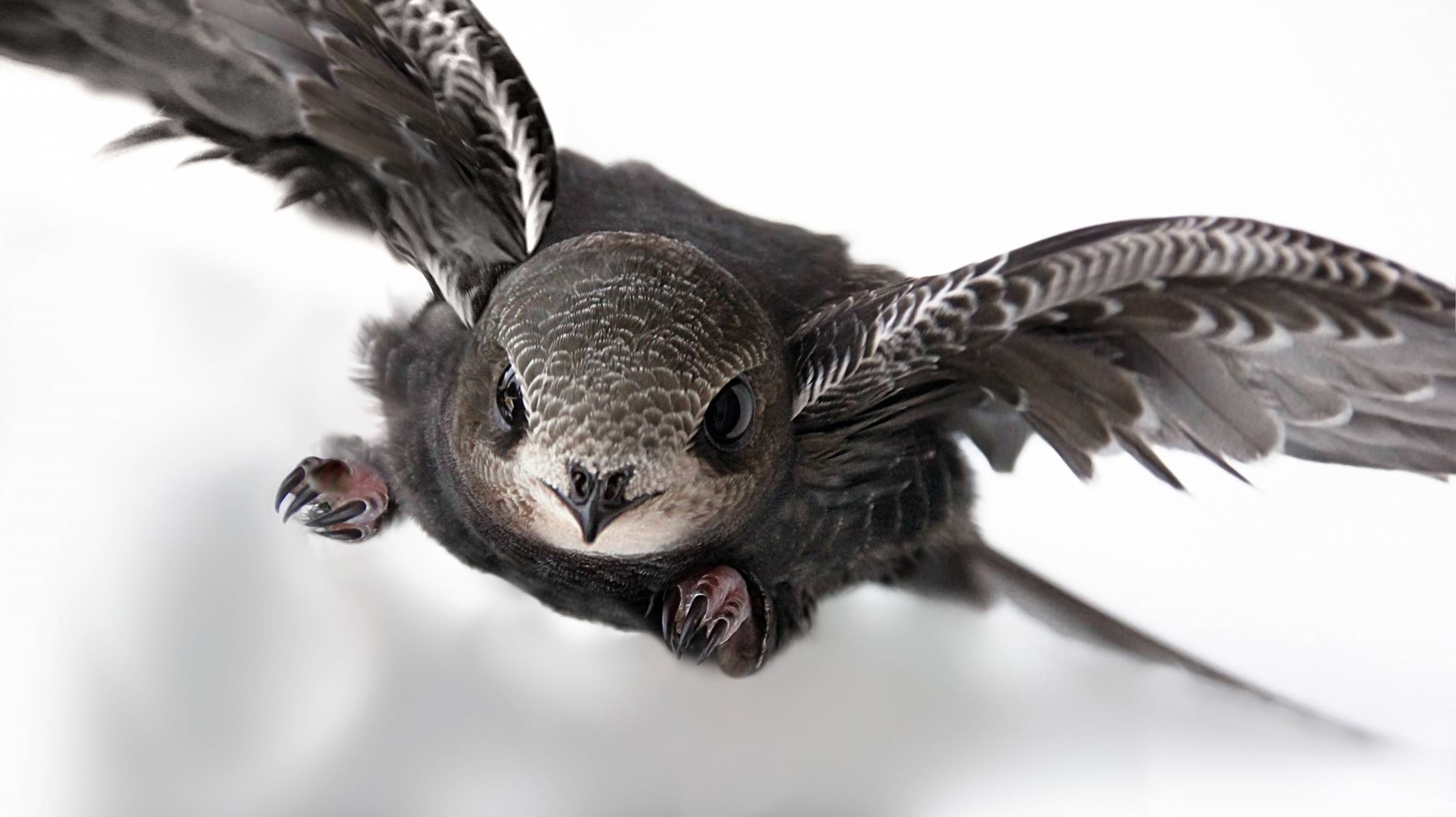 Swift in flight, closeup photo