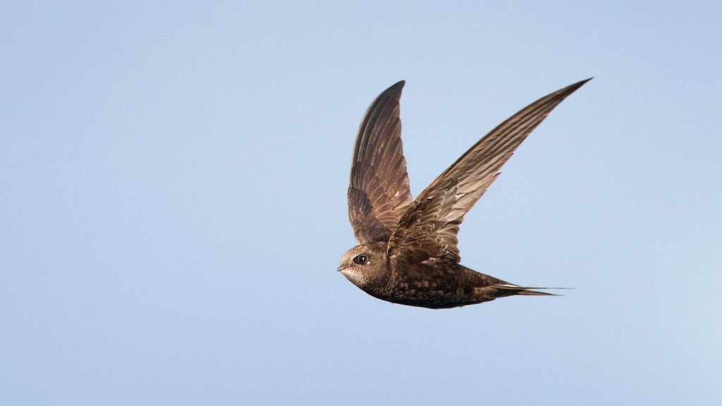 Swift in flight