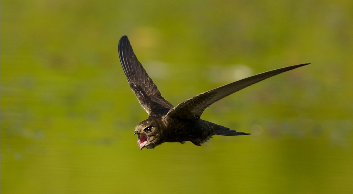 Swift hunts in ფრენის