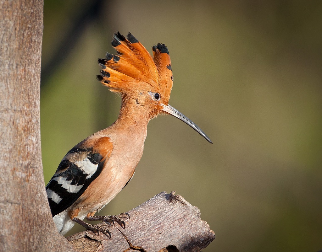 Hoopoe: fotogrāfija no putna uz koka