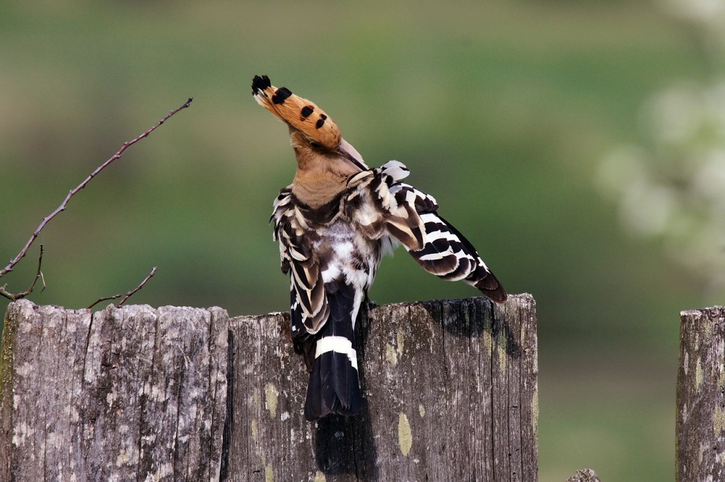Hoopoe cleans feathers